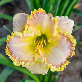 Singular Sensation Daylily