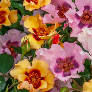 In Your Eyes® Shrub Rose