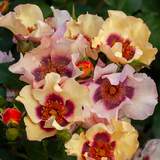 In Your Eyes® Shrub Rose