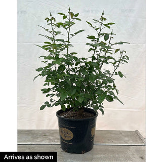 Dick Clark Grandiflora Rose