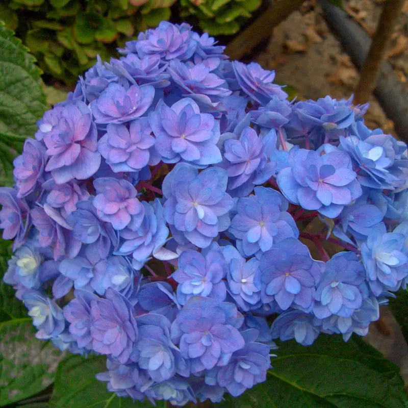 Hydrangea Forever &amp; Ever® Together