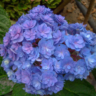 Hydrangea Forever & Ever® Together