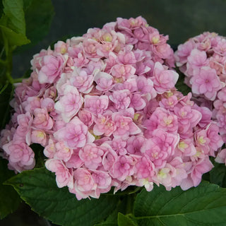 Hydrangea Forever & Ever® Together