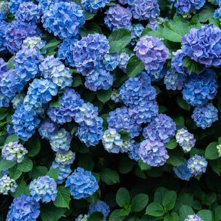 Nikko Blue Hydrangea