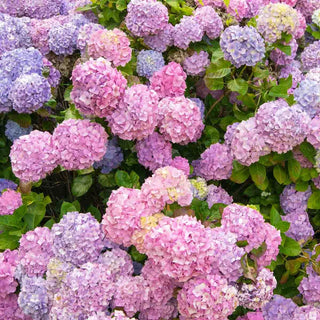 Nikko Blue Hydrangea