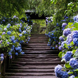 Nikko Blue Hydrangea