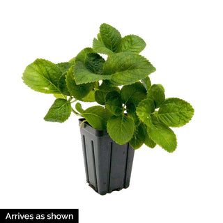 Nikko Blue Hydrangea