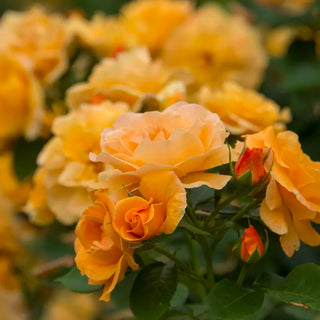 Orange Freedom Rose