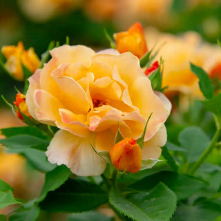 Orange Freedom Rose