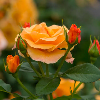 Orange Freedom Rose