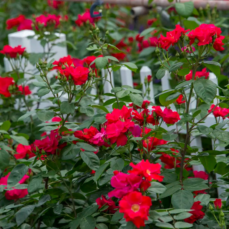 Red Freedom Roses - Red Rose Plants | Spring Hill Nurseries – Spring ...