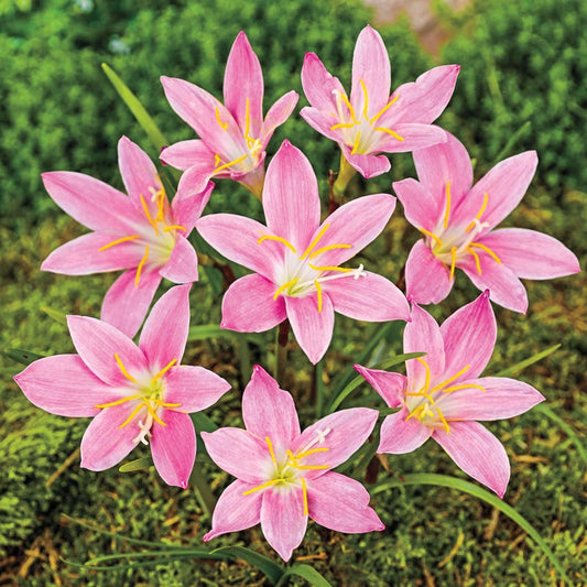 lily the flower fairy Pink Fairy Lily