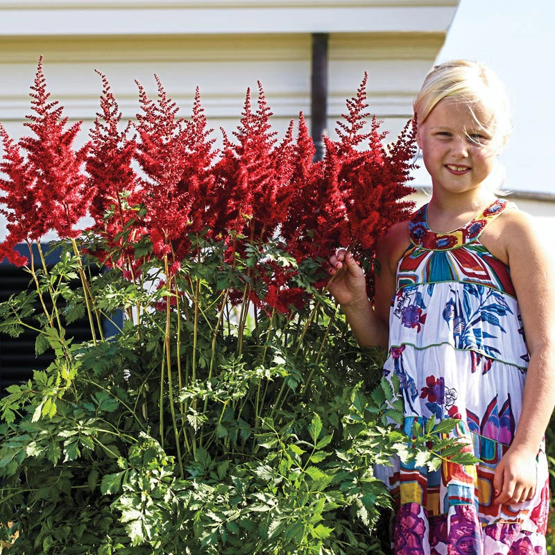 Mighty Red Quin Astilbe