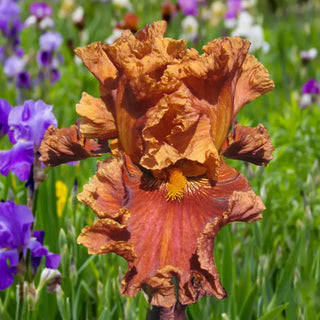 Chestnuts Roasting Bearded Iris