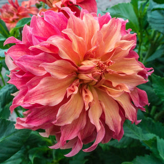 Belle of Barmera Dahlia