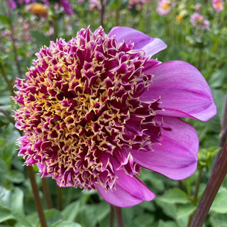 Dad's Favorite Dahlia