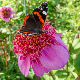 Dad's Favorite Dahlia