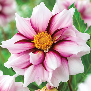 Edge of Joy Dahlia