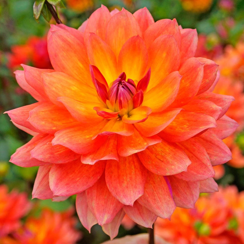 Firepot Dahlia