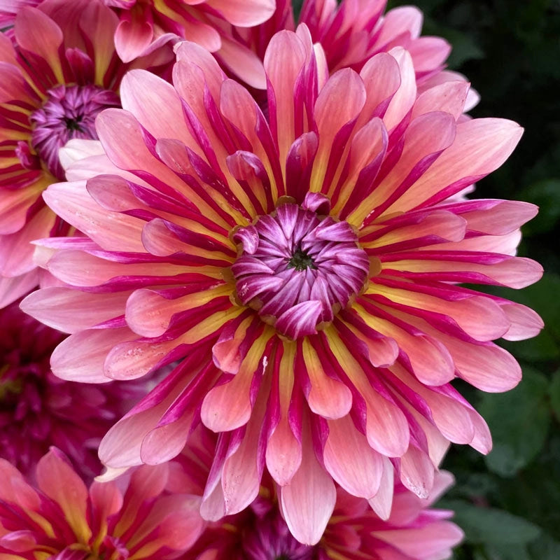 Cactus Dahlias