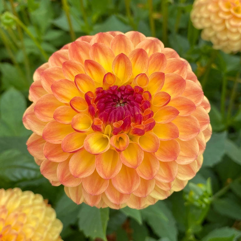 Sunny Boy Dahlia