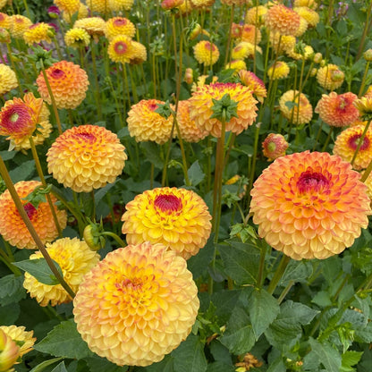 Sunny Boy Dahlia