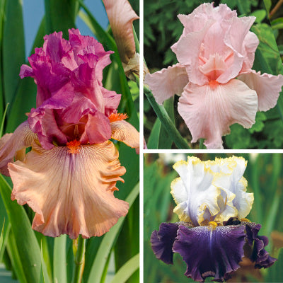 Bouquet Builders Romance Iris Collection