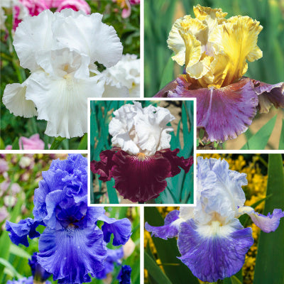 Reblooming Iris Collection