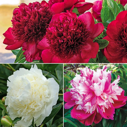 Bouquet Builders Peony Collection