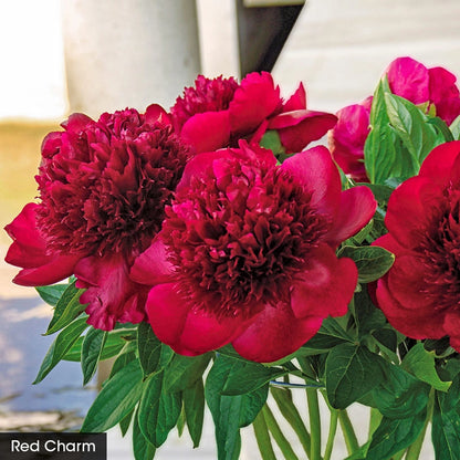 Bouquet Builders Peony Collection