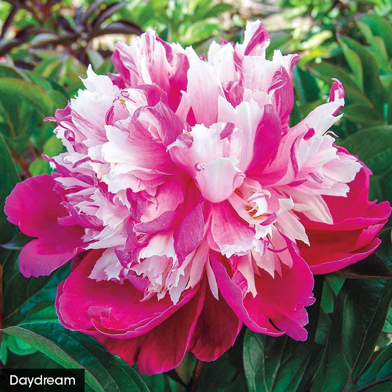 Bouquet Builders Peony Collection