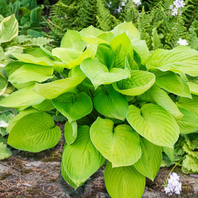 Ki-Ren Jyaku Double Flowering Hosta