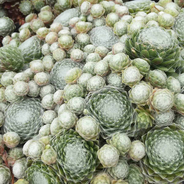 succulents box sempervivum cobweb hens and chicks Cobweb Hens & Chicks | Sempervivum