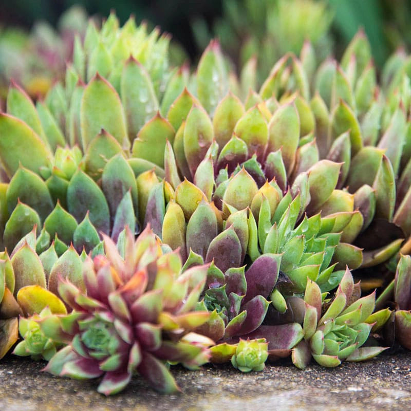 ruby heart succulent Ruby Heart Hens & Chicks