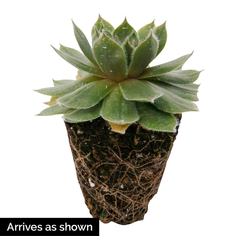 ruby heart succulent Ruby Hearts Hens & Chicks - Shop Succulents