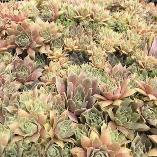 Silverine Hens & Chicks