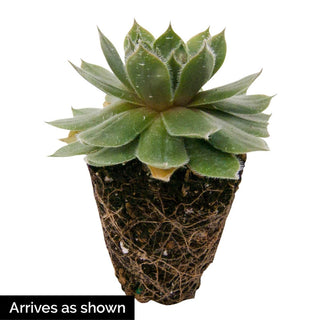 Silverine Hens & Chicks