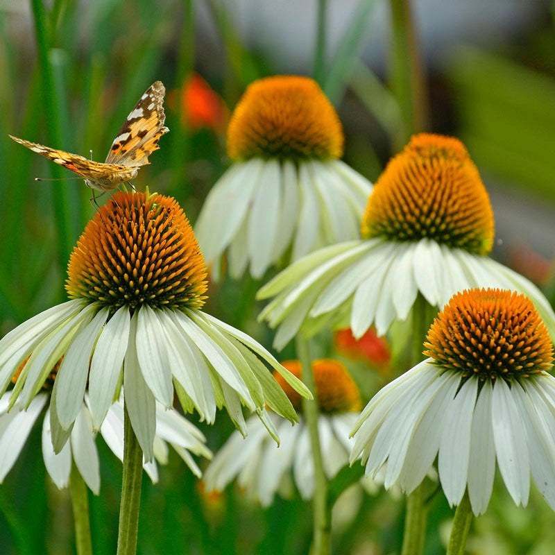 White Swan Coneflower