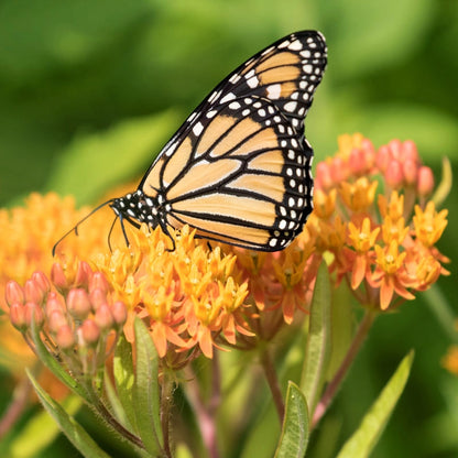 Soulmate Butterfly Flower