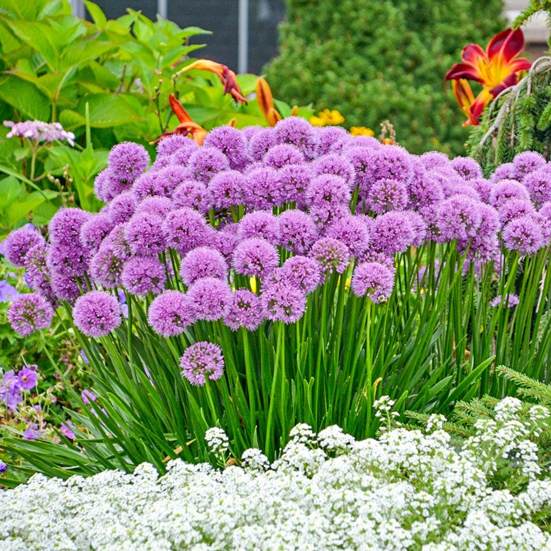 Allium Millenium