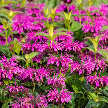 Purple Bee Balm