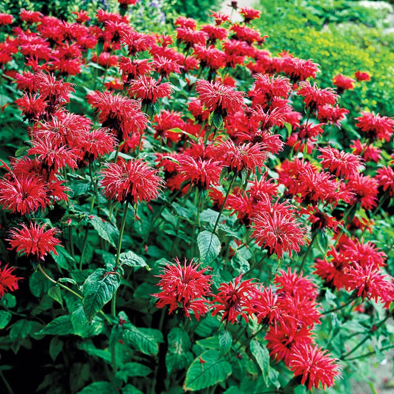 Bee Balm Gardenview Scarlet | Spring Hill Nurseries