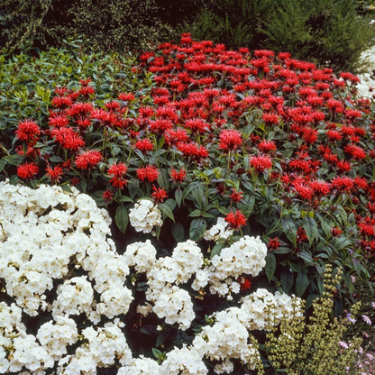 Bee Balm Gardenview Scarlet