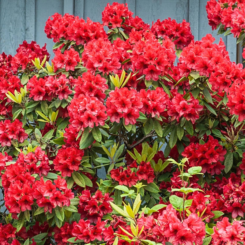 Hershey's Red Evergreen Azalea – Spring Hill Nurseries