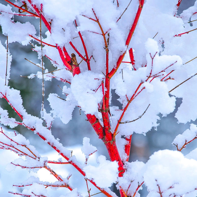 Buy Trees Online Spring Hill Nurseries Spring Hill Nursery buy-trees-online-spring-hill-nurseries-spring-hill-nursery