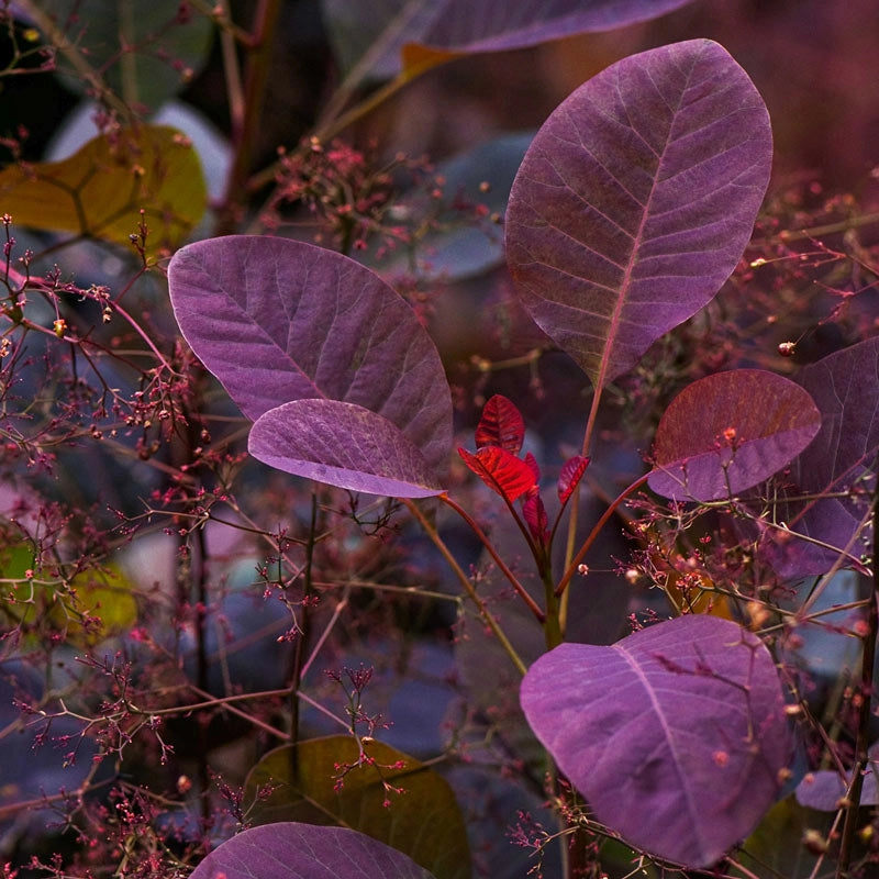 Velvet Cloak Smoketree