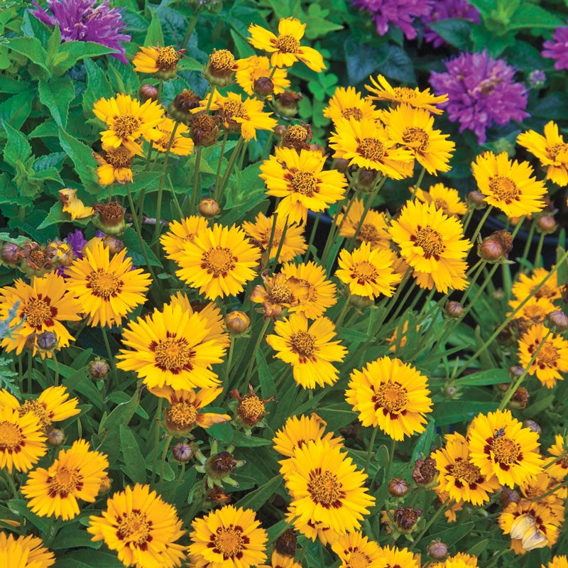 Coreopsis Sunfire