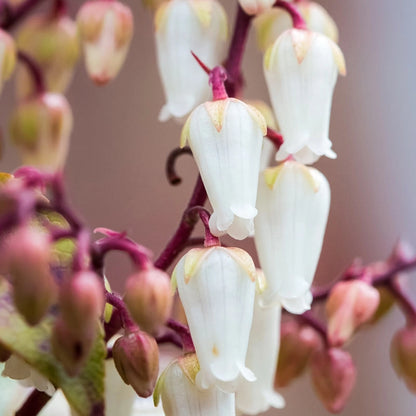 Mountain Fire Pieris