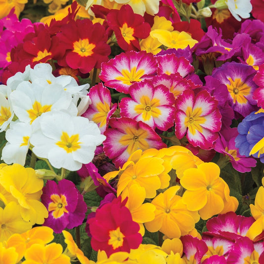 Primula Springtime Mix Girassol Primula Gigante 11 Stunning Primula Types To Grow This Spring