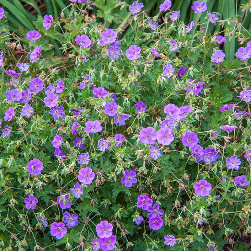 Rozanne Geranium – Spring Hill Nursery